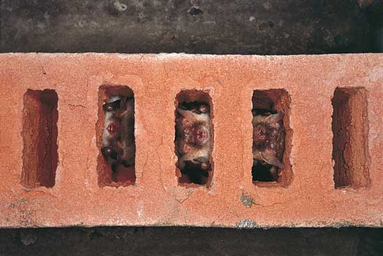 This purpose-made bat brick in the roof of a hibernaculum is being used by two brown long-eared bats, Plecotus auritus, and a Natterer’s bat, Myotis nattereri.